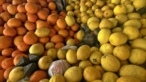Doğu Akdeniz yılın ilk yarısında turunçgil ihracatını sırtladı