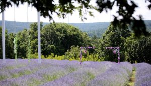 Göç ettiği köyünde başladığı lavanta yetiştiriciliğini meslek edindi