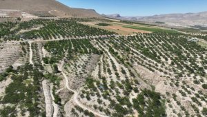 "Gürün kayısı"sı markalaşacak