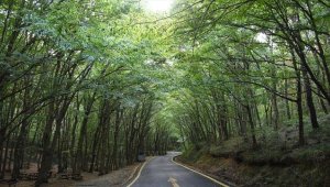 İçişleri Bakanlığı genelgesi ile orman alanlarına girişler 31 Ekim'e kadar yasaklandı