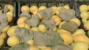 Iğdır'ın coğrafi işaretli "şalak" kayısısında üretim 45 bin tona ulaştı