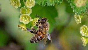 İklim değişikliği nedeniyle kışlamadan erken uyanan arıların hayatta kalma şansı azalıyor