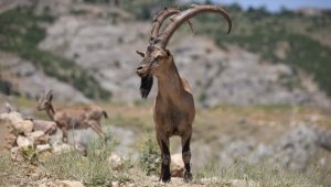 Kaçak avcılığa karşı korunan yaban keçileri Tunceli dağlarında güvenle yaşıyor