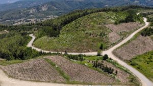 Kahramanmaraş'ta 3 yıl önce yanan ormanlık alan lavantayla canlandırıldı