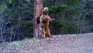 Kars'ta bozayıların kaşındığı ağaçlar ve çevresinde kesim yapılmayacak