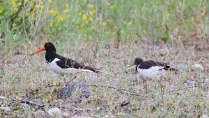 Kırmızı listedeki poyraz kuşları Iğdır'da görüntülendi