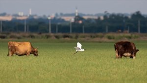 Kızılırmak Deltası Kuş Cenneti pek çok canlıya ev sahipliği yapıyor
