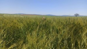 Konya Büyükşehir Belediyesi'nin 2024 tarımsal destek kayıtları başladı