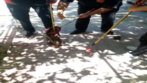 Konya'da bahçeye giren yılan itfaiye ekiplerince yakalandı