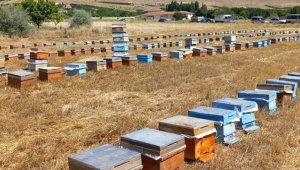 Malatya'da depremzede üreticilere 1305 arılı kovan dağıtıldı