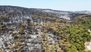 Muğla'da yangından zarar gören alanlar havadan görüntülendi