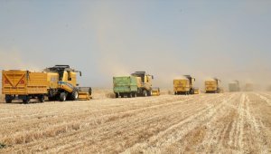 Muş Ovası'nda hububat hasadı başladı