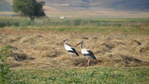 Muş Ovası'nda konaklayan leylekler yavrularını büyütüyor