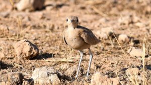 Nadir görülen kuş türü "Çölkoşarı" Şanlıurfa'da fotoğraflandı