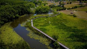 Nilüferlerin açtığı Acarlar Longozu misafirlerini ağırlıyor