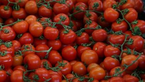 Rusya, Türkiye'den domates ithalat kotasını artırdı