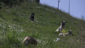 Sahipsiz hayvanların "kabul edilemez sayısı" uzmanları da korkutuyor