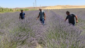 Siirt'te alternatif ürün olarak ekilen lavanta çiftçinin gözdesi oldu