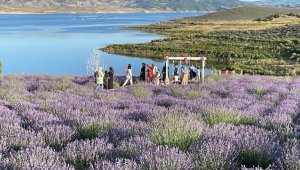 Yozgat Çekerek Barajı lavanta kokusuyla misafirlerini ağırlıyor