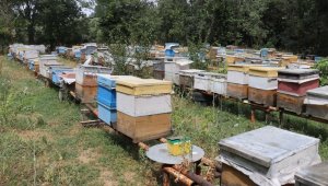 Ağrılı arıcılar tescilli "geven balı" hasadında