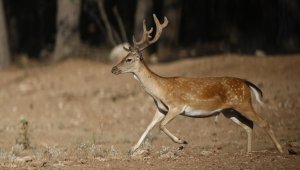 Alageyiklerin nesli "gen merkezi"ndeki çalışmalarla korundu