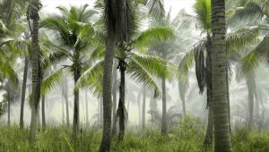 Araştırma: Sosyal mesafeyi muhafaza eden ağaçlar, biyoçeşitliliği koruyor