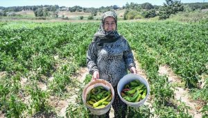 Bakanlığın ata tohumlardan ürettiği fideler verimiyle çiftçi kadınları memnun etti