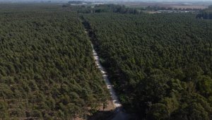 Bataklığı kurutmak için dikilen okaliptusların bulunduğu bölge endüstriyel ormana dönüştü