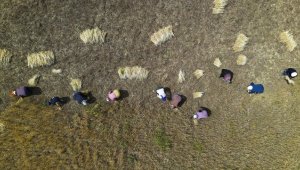 Bayburt'ta kadınlar komşularının buğdayını imece usulü biçti