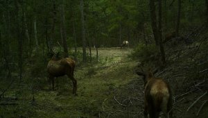Bolu'da yaban hayatı ve kaçak avcılar 19 fotokapanla takip ediliyor