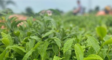 ÇAYKUR, temmuz yaş çay bedeli ve organik çay desteklemesini üreticilerin hesaplarına aktardı