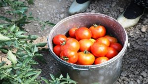 Çubuk'ta domates hasadına başlandı
