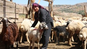 Depremde hayvanları telef olan kadın besici devlet desteğiyle ayağa kalktı