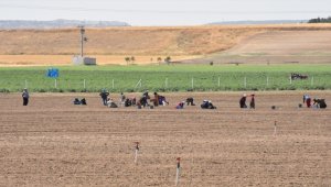 Eskişehir'de 100 dekar alanda safran bitkisi yetiştirilecek