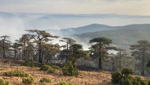 Eskişehir'de çıkan orman yangını kontrol altına alındı