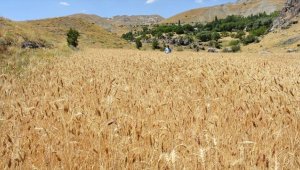 Hakkari'de daha önce kullanılmayan 3 bin dekar arazide üretim yapılıyor