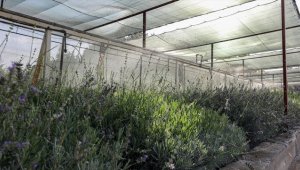 Kavurucu sıcaklardan fidanları korumak için 120 personel 7/24 mesaide