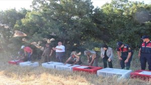 Kırşehir'de 750 kınalı keklik doğaya bırakıldı