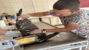 Kırşehir'de doğada bulunan yaralı saz delicesi kuşu tedaviye alındı