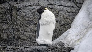 Küresel ısınma "Beyaz Kıta'nın imparatoru"nu tehdit ediyor