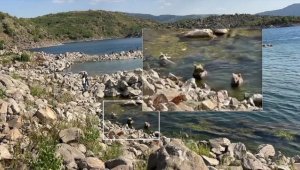 Nemrut Krater Gölü'nde yüzen boz ayılar görüntülendi