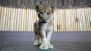 Nesli tükenmekte olan beyaz aslanlardan 3 çift İstanbul'da özenle korunuyor