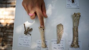 Şapinuva'daki arkeolojik kazıda Hititlerin beslenme alışkanlıkları araştırılıyor