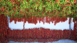 Tava ciğerinin lezzet ortağı "Karaağaç biberi"ni kurutma mesaisi başladı