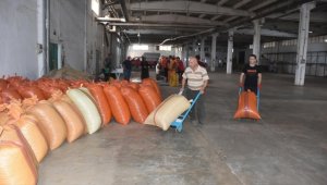 TMO Giresun'da fındık alımlarına başladı