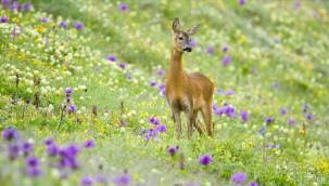 Türkiye'nin projeleriyle nesli tehlike altındaki 639 tür hayata bağlandı
