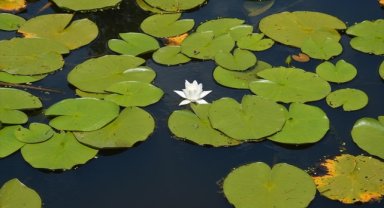 Türkiye'nin tek parça halindeki en büyük subasar ormanı Acarlar misafirlerini ağırlıyor 