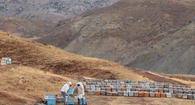 2047 rakımlı Çemikari Yaylası'nda üretilen tescilli balda hasat başladı