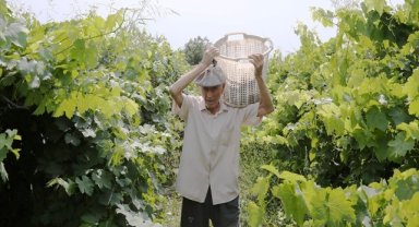 91 yaşındaki Manisalı çiftçi, topraktan kopamıyor