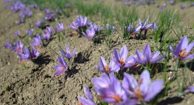 AB tescili, Safranbolu safranının değerini artıracak